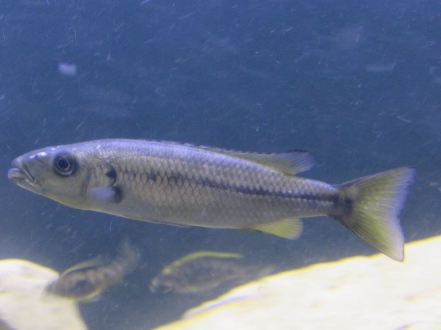 Rhamphochromis sp. 'chilingali' Lake Chilingali